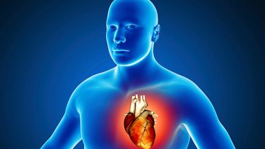 A blue 3D image of a person with a heart highlighted. 